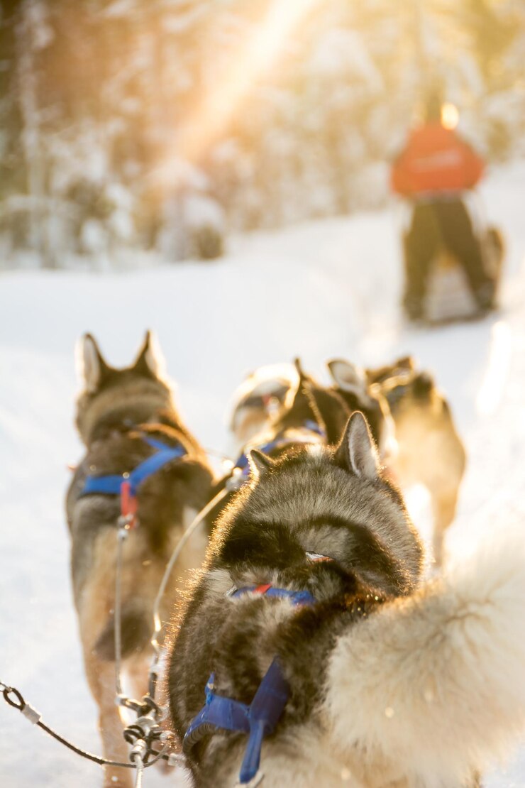 Foto honden in de sneeuw.