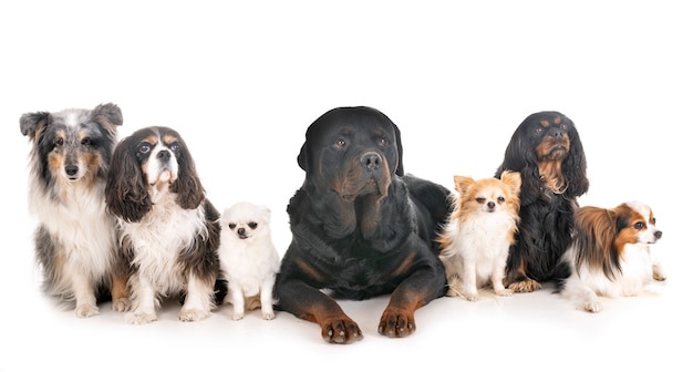 honden in de studio
