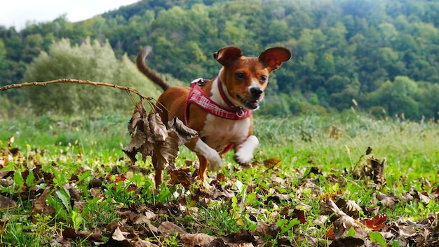 Foto honden in een veld.