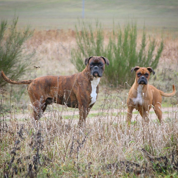 Foto honden in een veld.