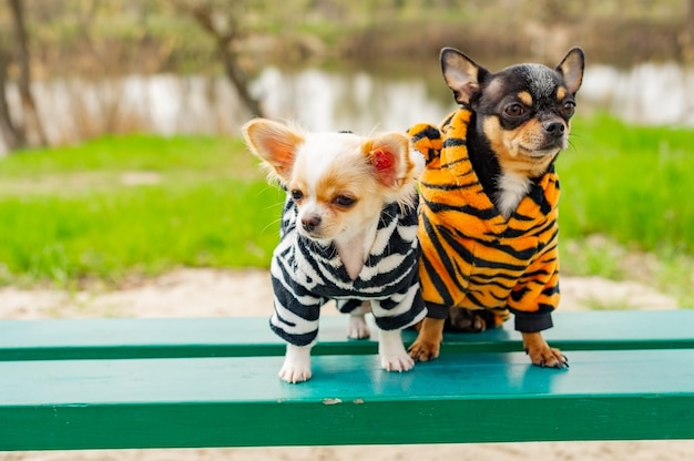 Honden in lentekleding. Twee kleine chihuahuahonden op bank. Leuke huisdieren buitenshuis. Honden