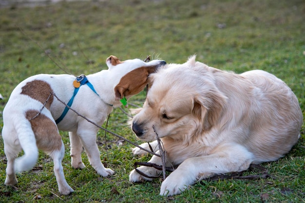 Honden Jack Russell Terrier en Golden Retriever spelen met een houten stok op het groene gras. De retriever liegt, de Jack Russell staat, beide knabbelen aan een stok van tegenovergestelde kanten