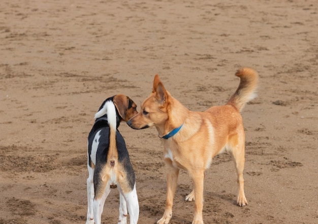 Honden kijken elkaar aan op het strand