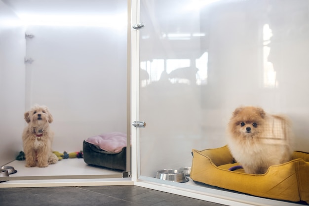 Honden. Leuke pluizige hond in een huisdierenhotel dat op de eigenaar wacht