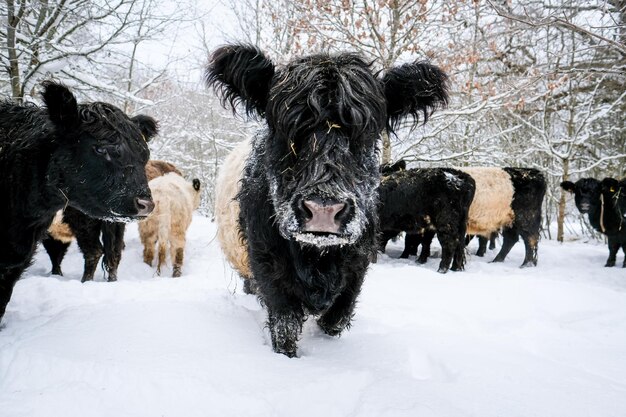 Foto honden lopen op een met sneeuw bedekt veld