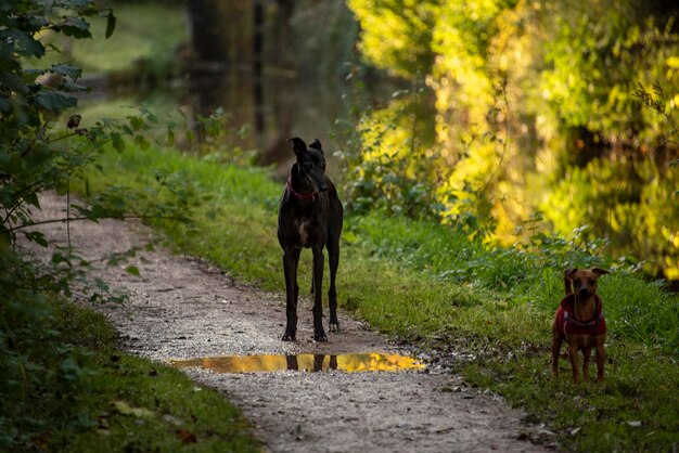 Foto honden op een onverharde weg tegen planten