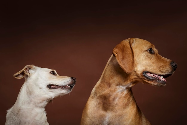 Honden op een witte achtergrond