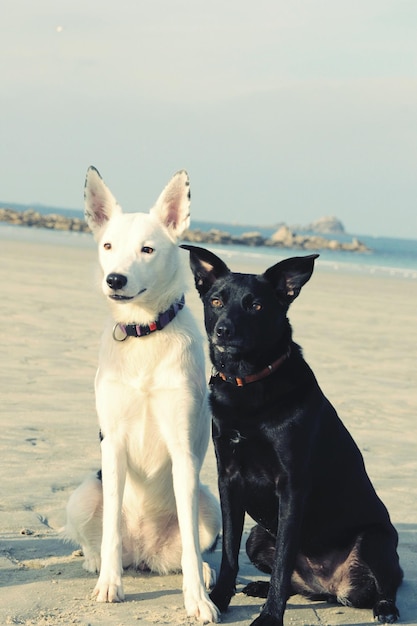 Honden op het strand tegen de lucht