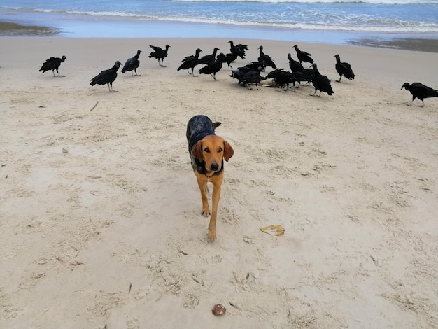 Foto honden op het strand.