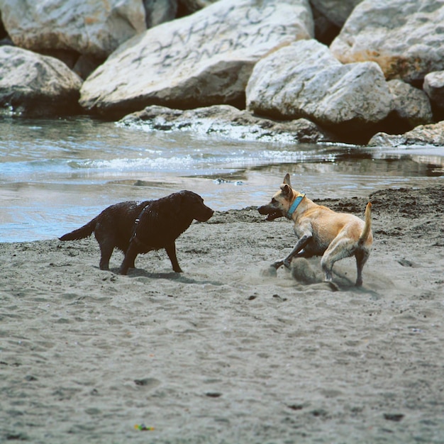 Foto honden op het strand.