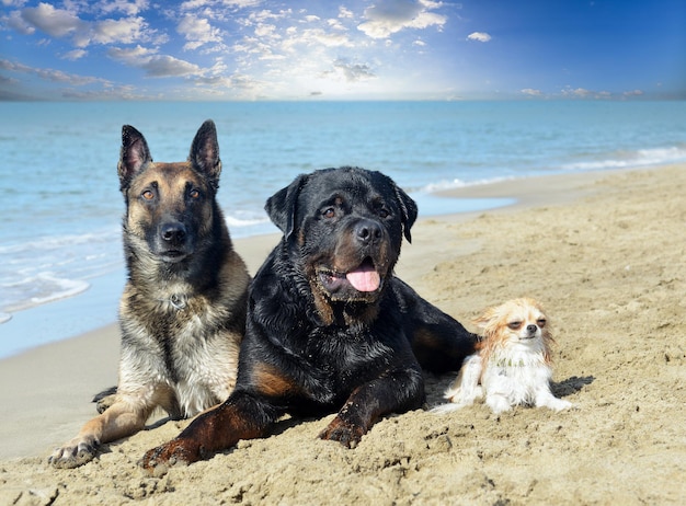 Honden op het strand.