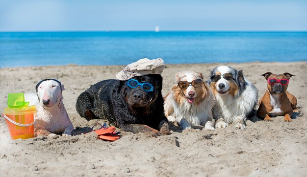 honden op het strand