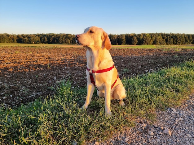 Foto honden op het veld bij zonsondergang