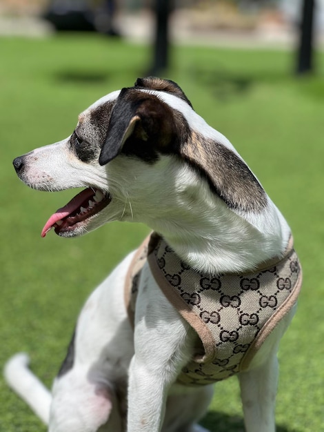 Honden op het veld