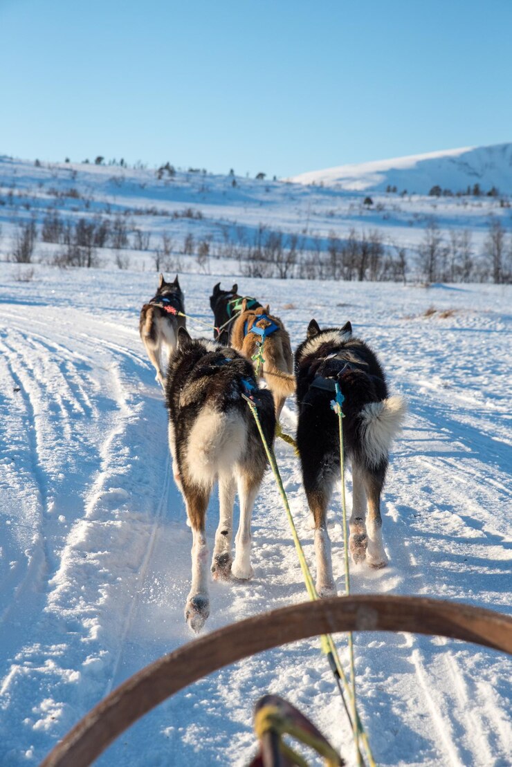 Foto honden op sneeuw bedekt land