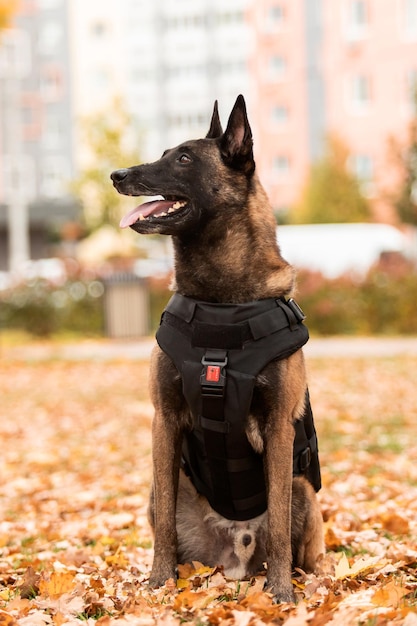 Honden pantser. Hond in een kogelvrij vest. Belgische herder Mechelaar portret buiten. Werkende hond. Gegarandeerd