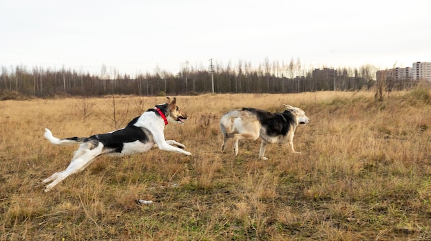 Honden rennen in het herfstveld op een bewolkte dag