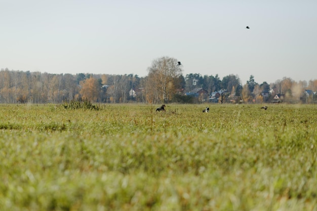 Honden rennen in het veld Border collie en doberman