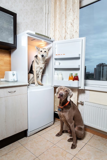 Honden rusten in lichte keuken binnen