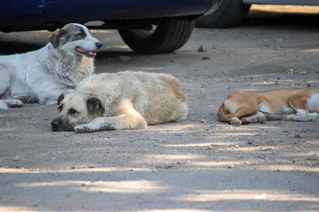 honden rusten op de parkeerplaats en bewaken auto's