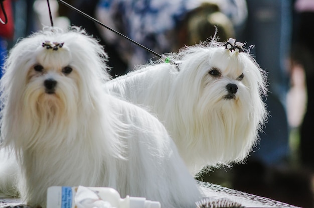 Honden shih-tzu neemt deel aan hondenshow