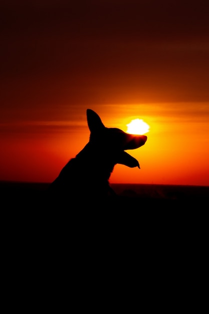 Honden silhouet bij zonsondergang in het veld