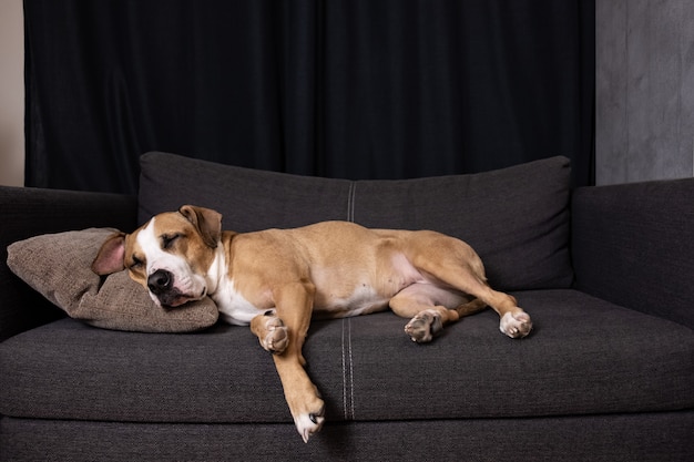 Honden slapen op de bank. Leuke staffordshire terriër die op een bank in comfortabele woonkamer rust