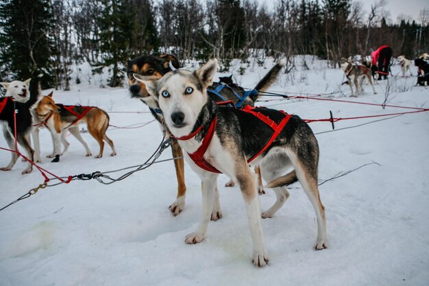 Foto honden sleeën op een besneeuwd landschap