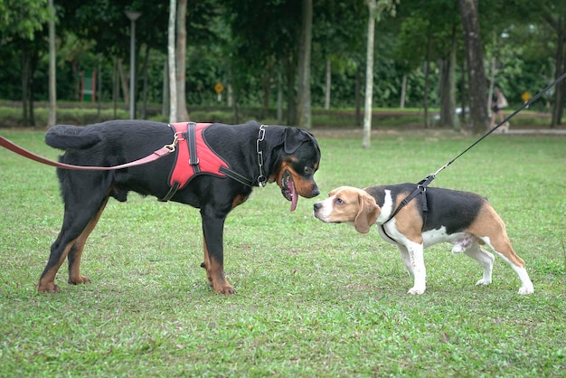 Honden socialiseren concept