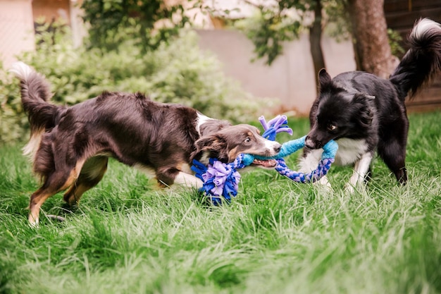 Foto honden spelen in het gras groep honden samen