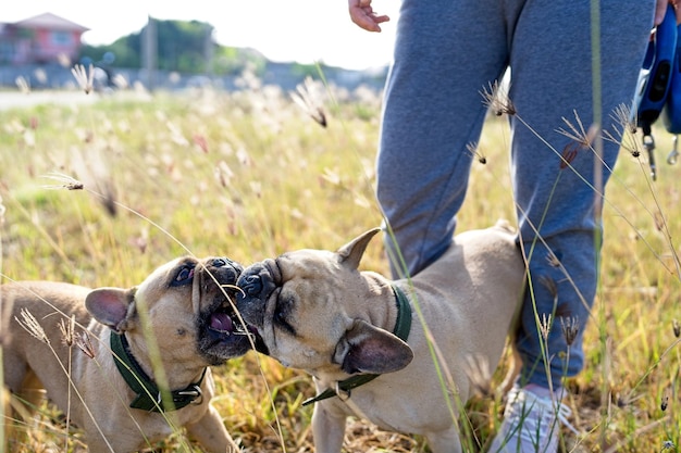 Honden spelen op het veld met vrouwen.