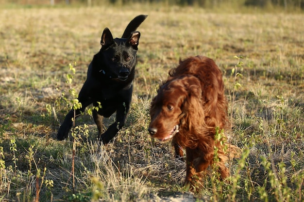 Honden spelen op lenteveld op zonnige dag