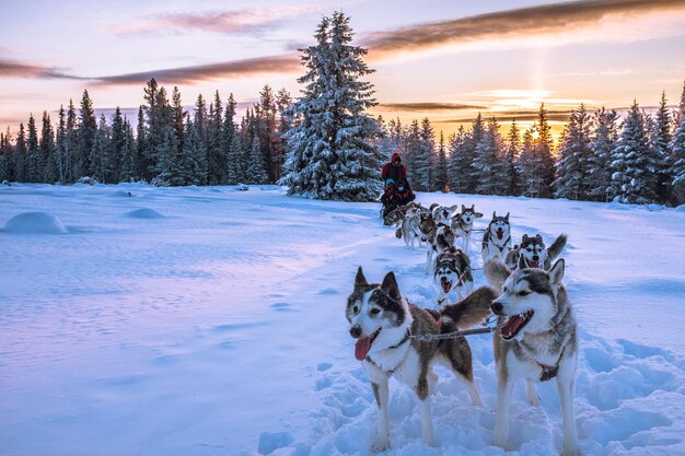 Foto honden trekken slee op sneeuw bedekt veld tegen de hemel tijdens zonsondergang