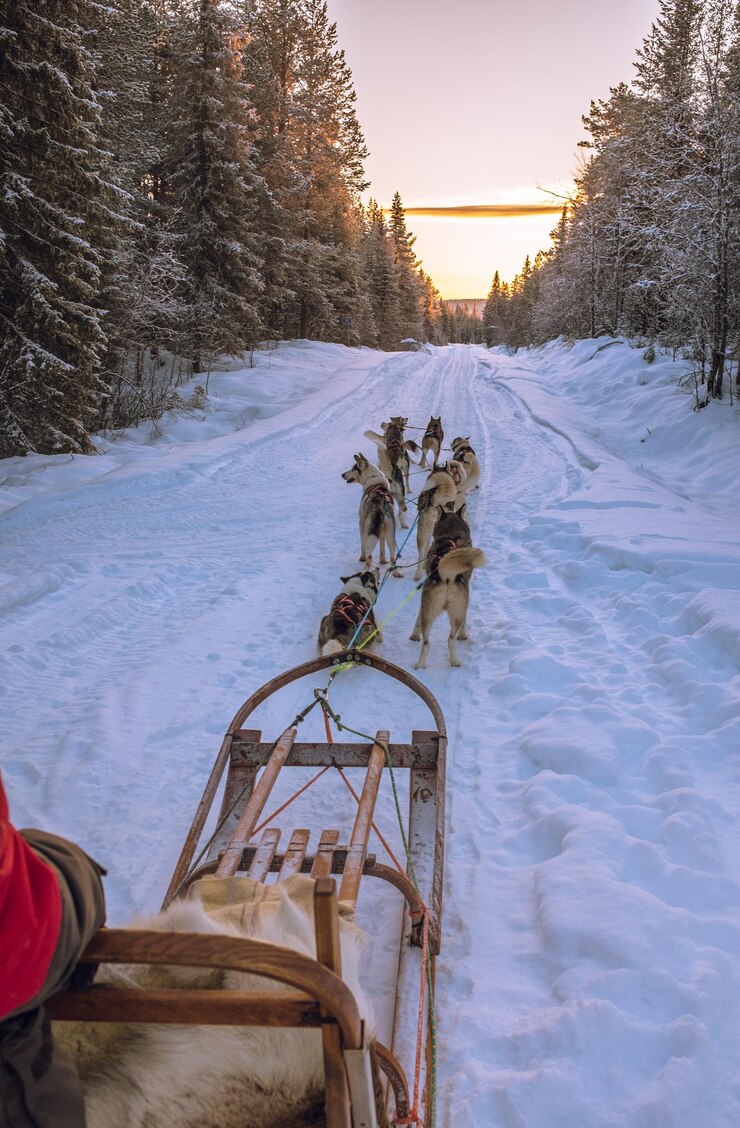 Foto honden trekken slee op sneeuw bedekt veld tegen de hemel tijdens zonsondergang