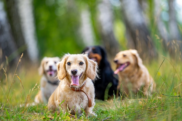 Honden van kleine rassen die buiten rennen. Gelukkige wandeling van honden. Honden op de achtergrondkleur van de natuur. Kleine rassen.