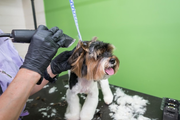 honden verzorgen close-up handen van de trimmer werken met hond Yorkie hond krijgt een kapsel Yorkshire terrier kapsel trimmer
