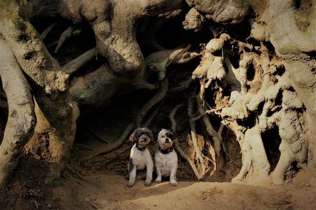 Foto honden zitten tegen een boomstam.