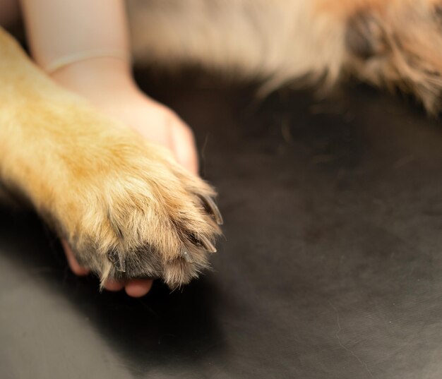 Hondenbeen vasthouden door de hand van de eigenaar met liefdeszorg