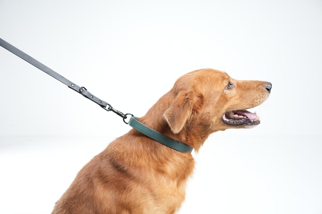 hondenfotoshoot achter de schermen