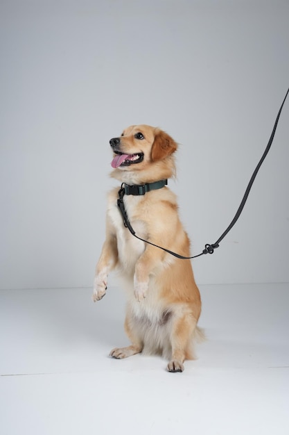 hondenfotoshoot achter de schermen