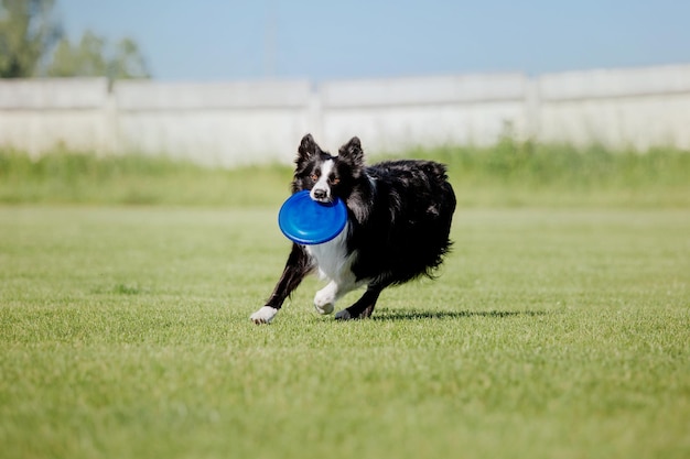 Hondenfrisbee Hond vangt vliegende schijf in sprong huisdier buiten spelen in een park Sportevenement achie