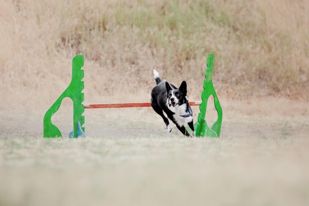 Hondenfrisbee Hond vangt vliegende schijf in sprong huisdier buiten spelen in een park Sportevenement achie