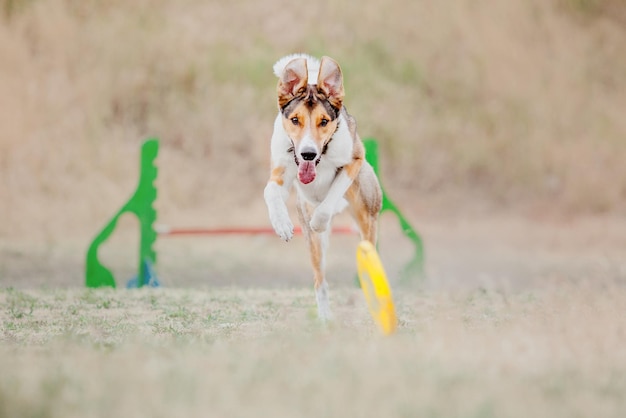 Hondenfrisbee Hond vangt vliegende schijf in sprong huisdier buiten spelen in een park Sportevenement achie