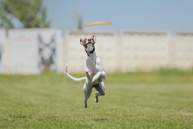 Hondenfrisbee Hond vangt vliegende schijf in sprong huisdier buiten spelen in een park Sportevenement achie