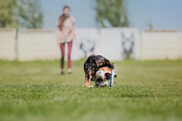 Hondenfrisbee Hond vangt vliegende schijf in sprong huisdier buiten spelen in een park Sportevenement achie