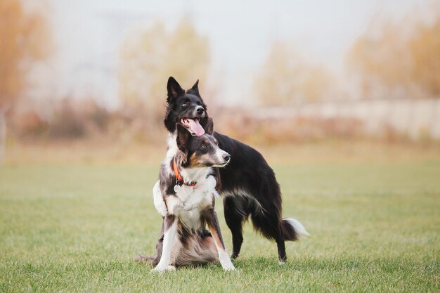 Hondenfrisbee Hond vangt vliegende schijf in sprong huisdier buiten spelen in een park Sportevenement achie