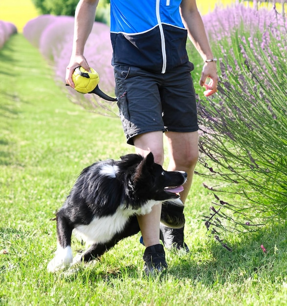 Foto hondenopleiding voor gehoorzaamheid met een border collie-discipline in de natuur