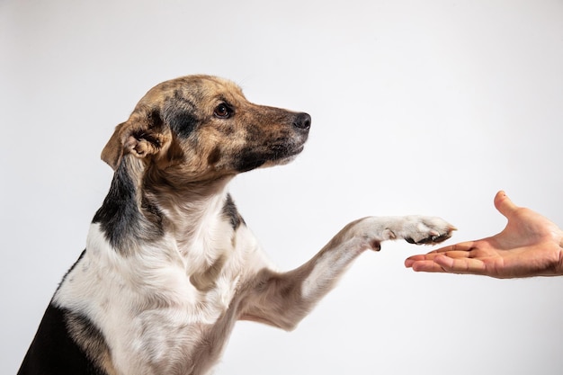 Hondenpoot en menselijke hand die een handdruk doen