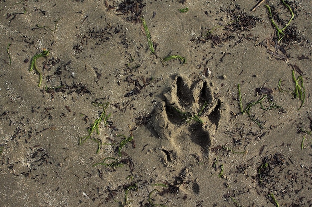 Hondenpootafdruk op zand