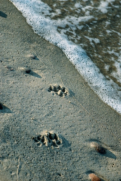 Hondenpootafdrukken op een zeestrandzand met een golf